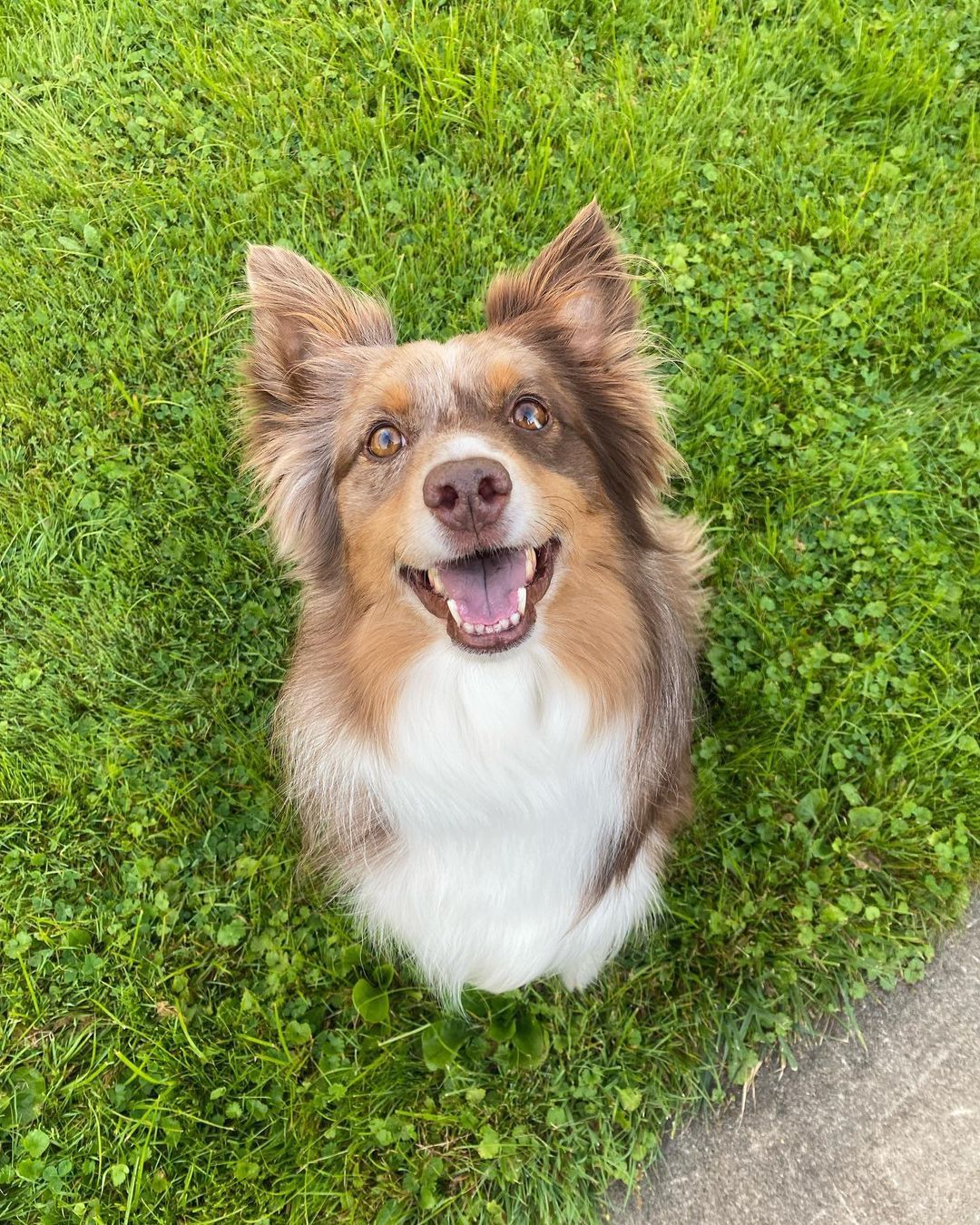 A brown and white dog is laying in the grass and smiling.