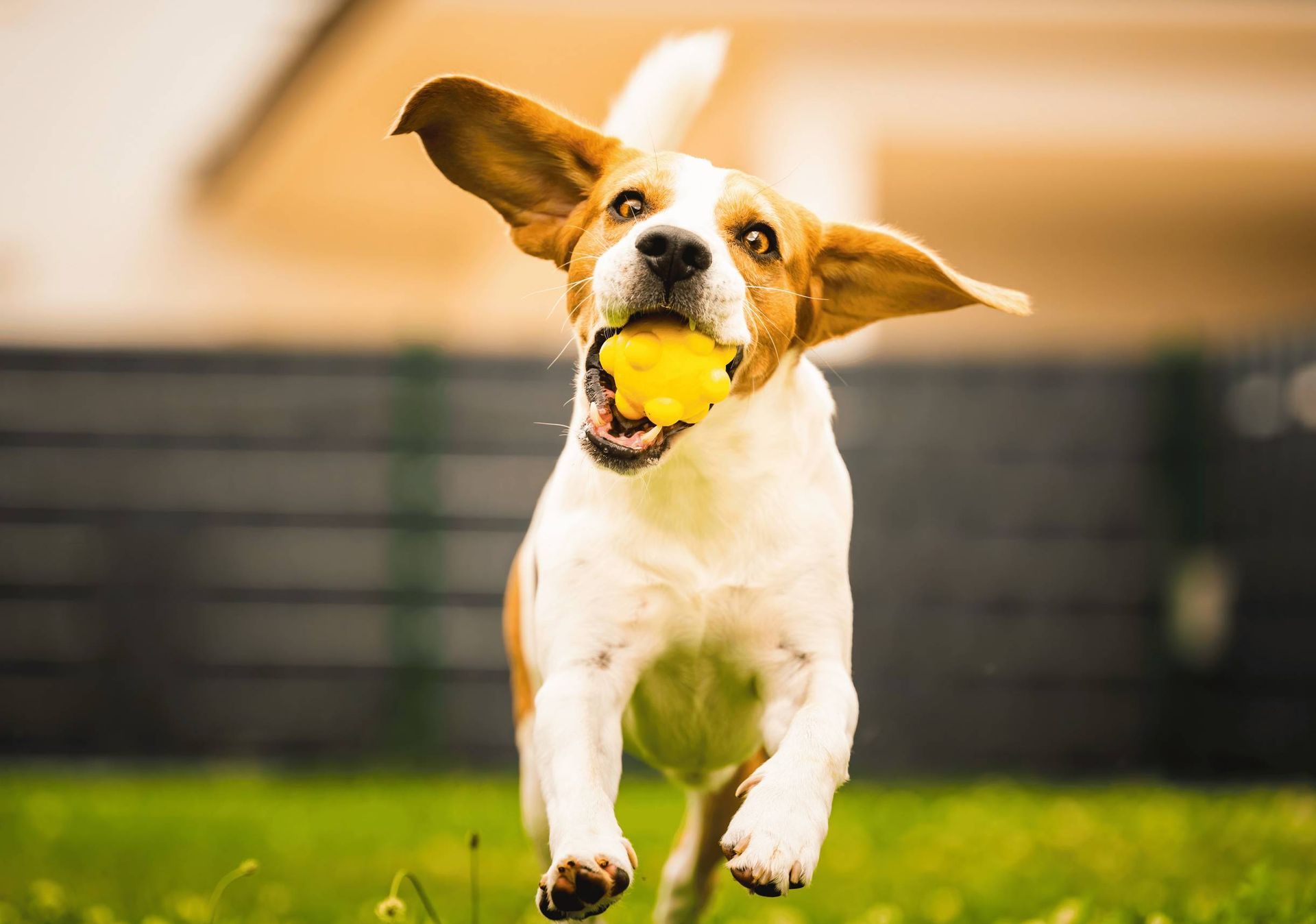 A brown and white dog is running with a yellow ball in its mouth.