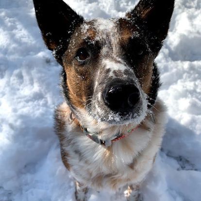 A brown and white dog standing in the snow looking up at the camera