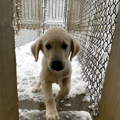A puppy walking through a chain link fence in the snow