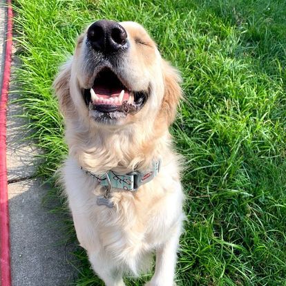 A dog is sitting in the grass with its eyes closed and its mouth open.