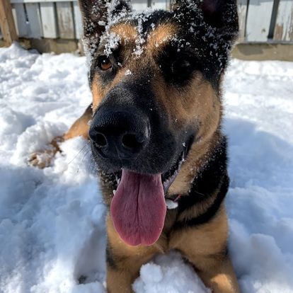 A german shepherd dog is laying in the snow with its tongue hanging out.