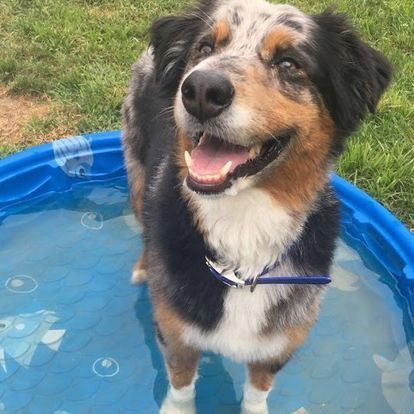 A dog is standing in a small pool of water.
