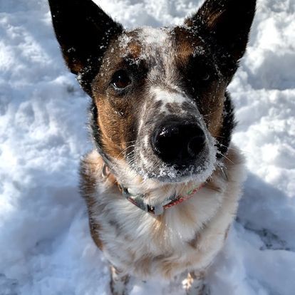 A brown and white dog standing in the snow looking up at the camera