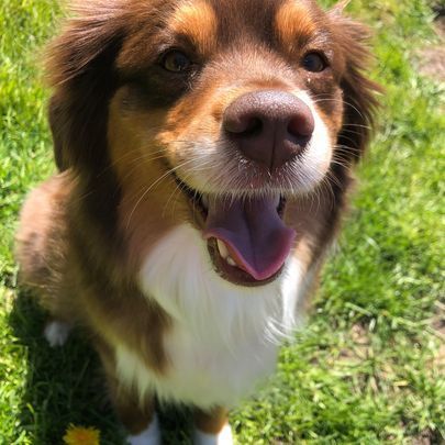 A brown and white dog is standing in the grass with its tongue hanging out.