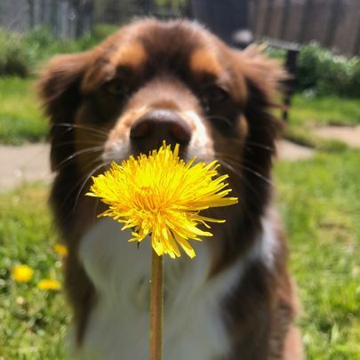 A brown and white dog is holding a yellow flower in its mouth