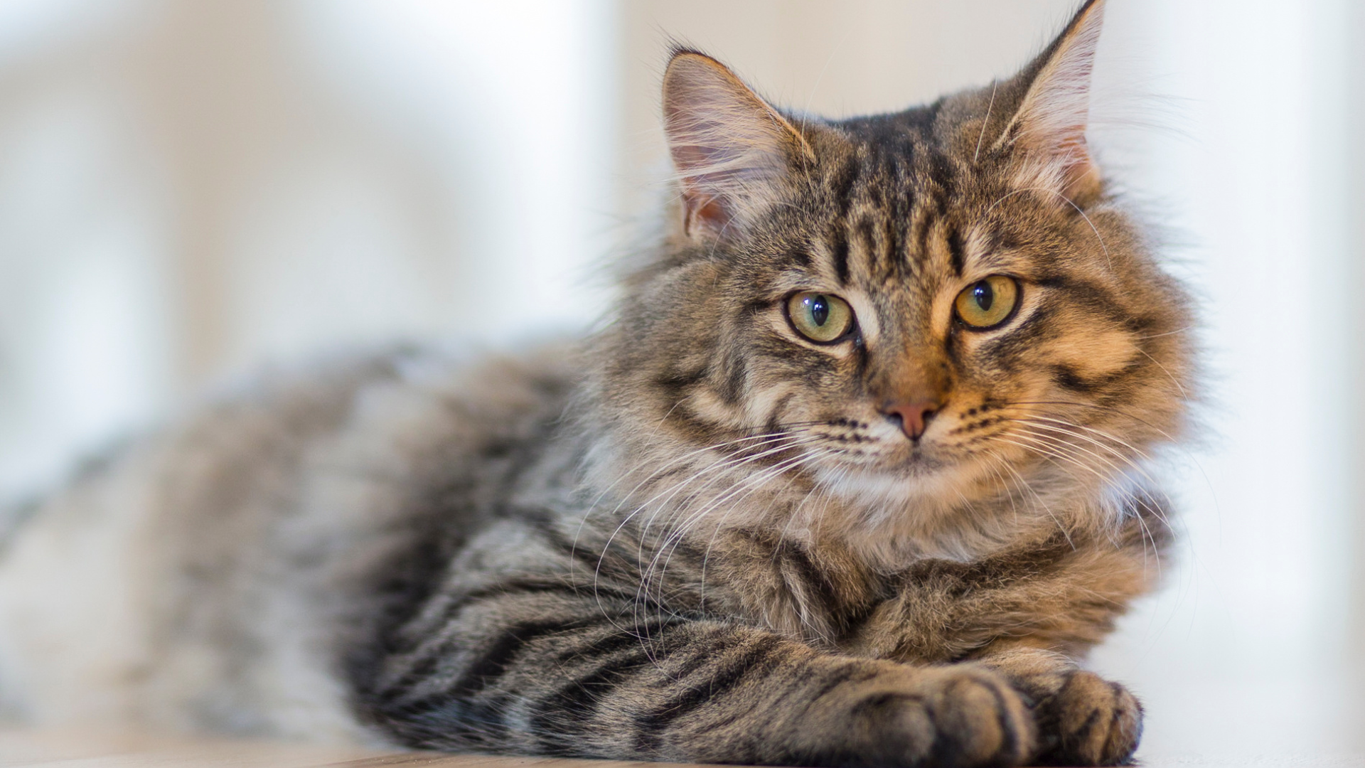 A cat is laying down on a table and looking at the camera.
