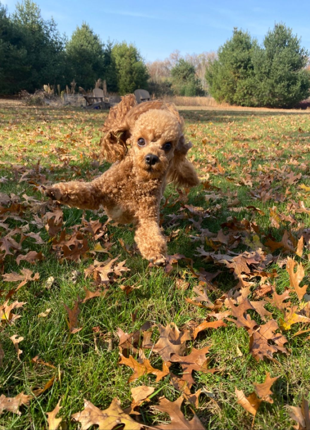 toy poodle