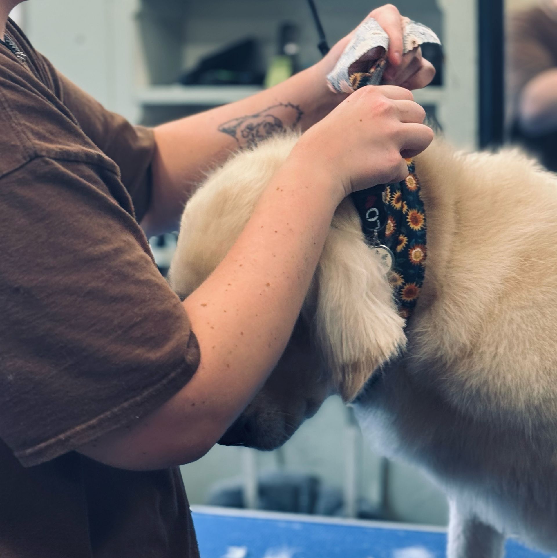 Certified dog groomer at Brooknelle Pet Hotel putting a bandana on a golden retriever Labrador dog. 