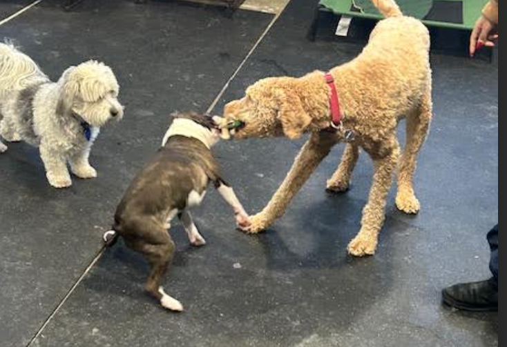 dog play time 