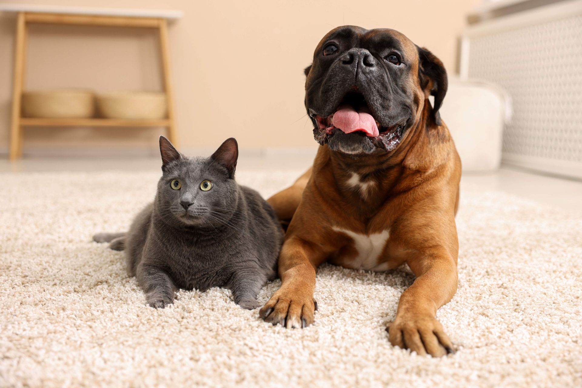 Adelaide living room with soft, low pile pet friendly carpet by Modern Floors.