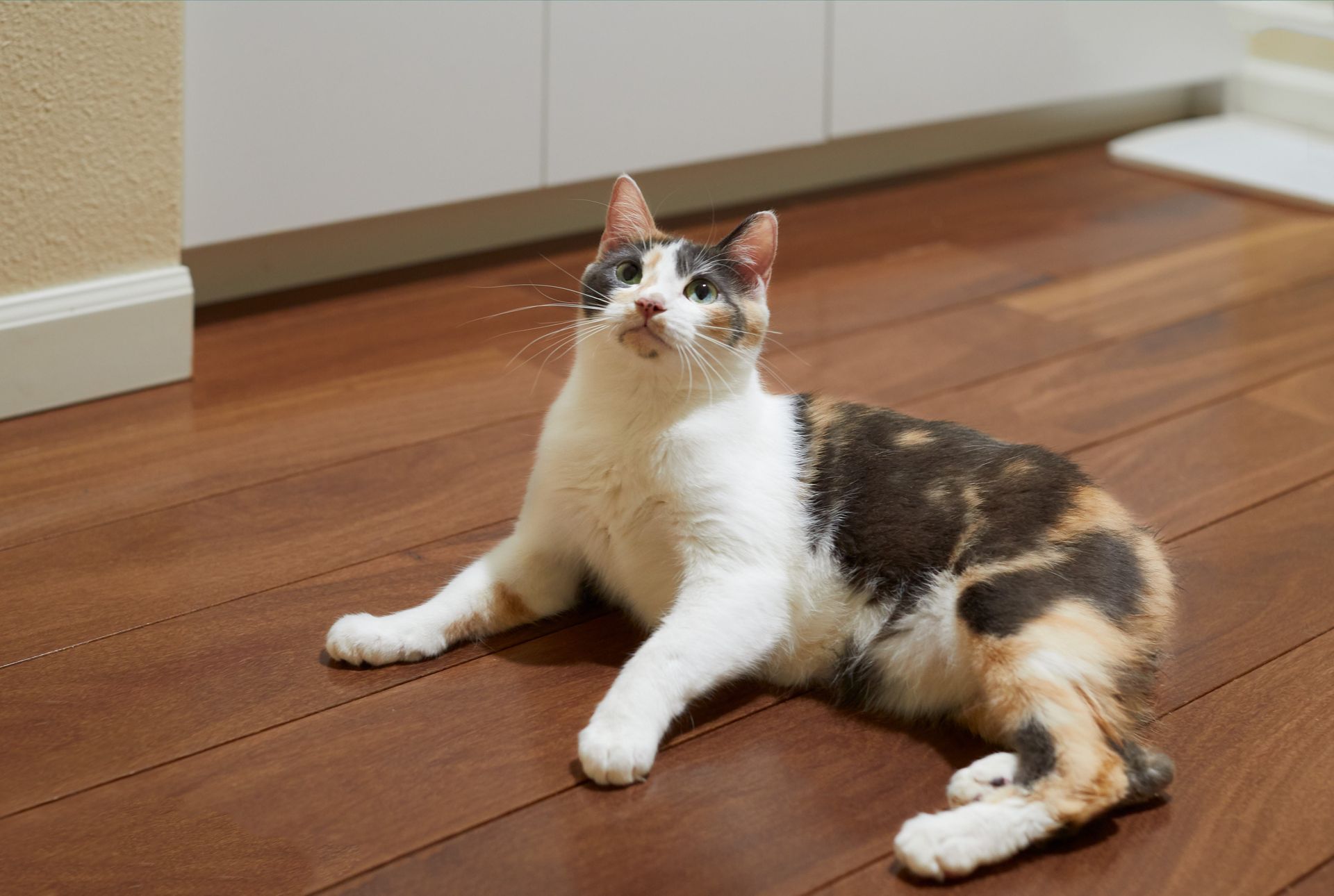 Cat walking on polished timber flooring in Adelaide, pet friendly floors by Modern Floors. Cat walking on polished timber flooring in Adelaide, pet friendly floors by Modern Floors.