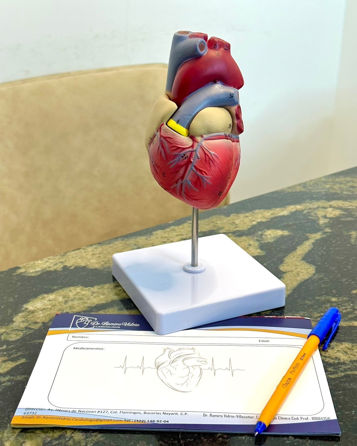 Un modelo de un corazón humano está sentado encima de un bloc de notas con un bolígrafo.