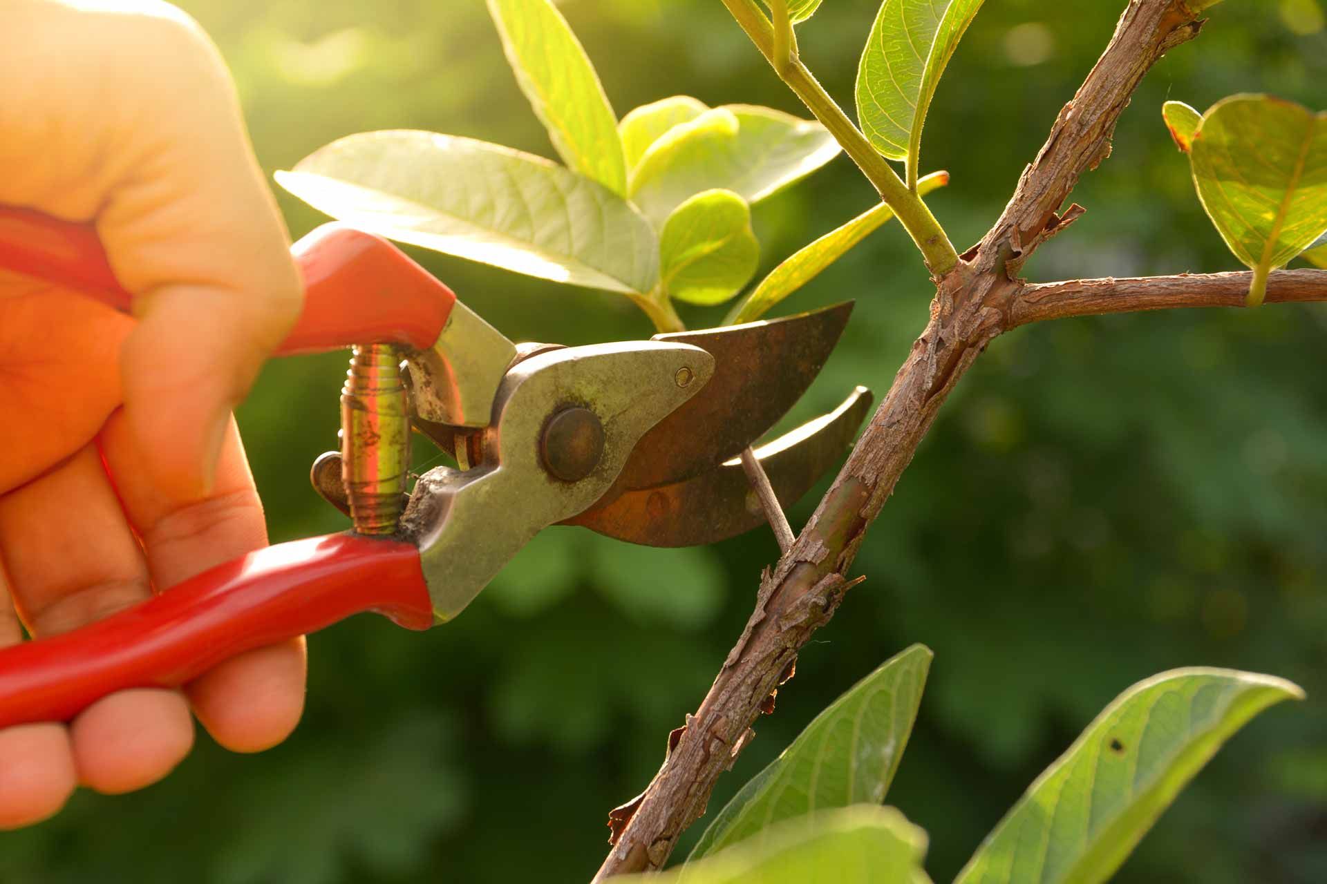 Hand pruning shears cutting a small green branch on a sunlit plant