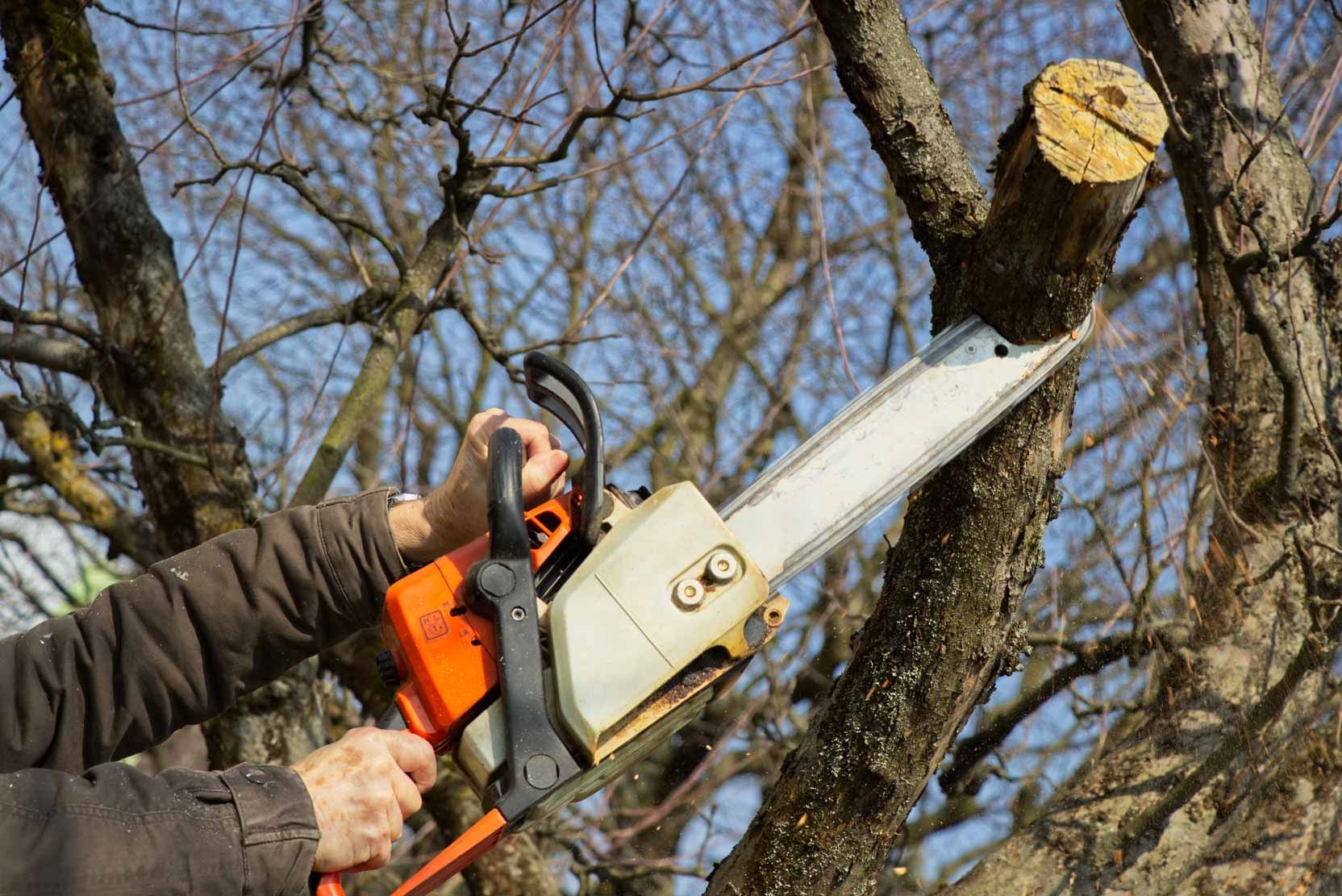 Person using a chainsaw to cut a tree branch outdoors in a wooded area