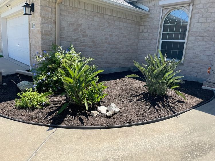 Landscaped front yard with two green shrubs in dark mulch beside a house and driveway