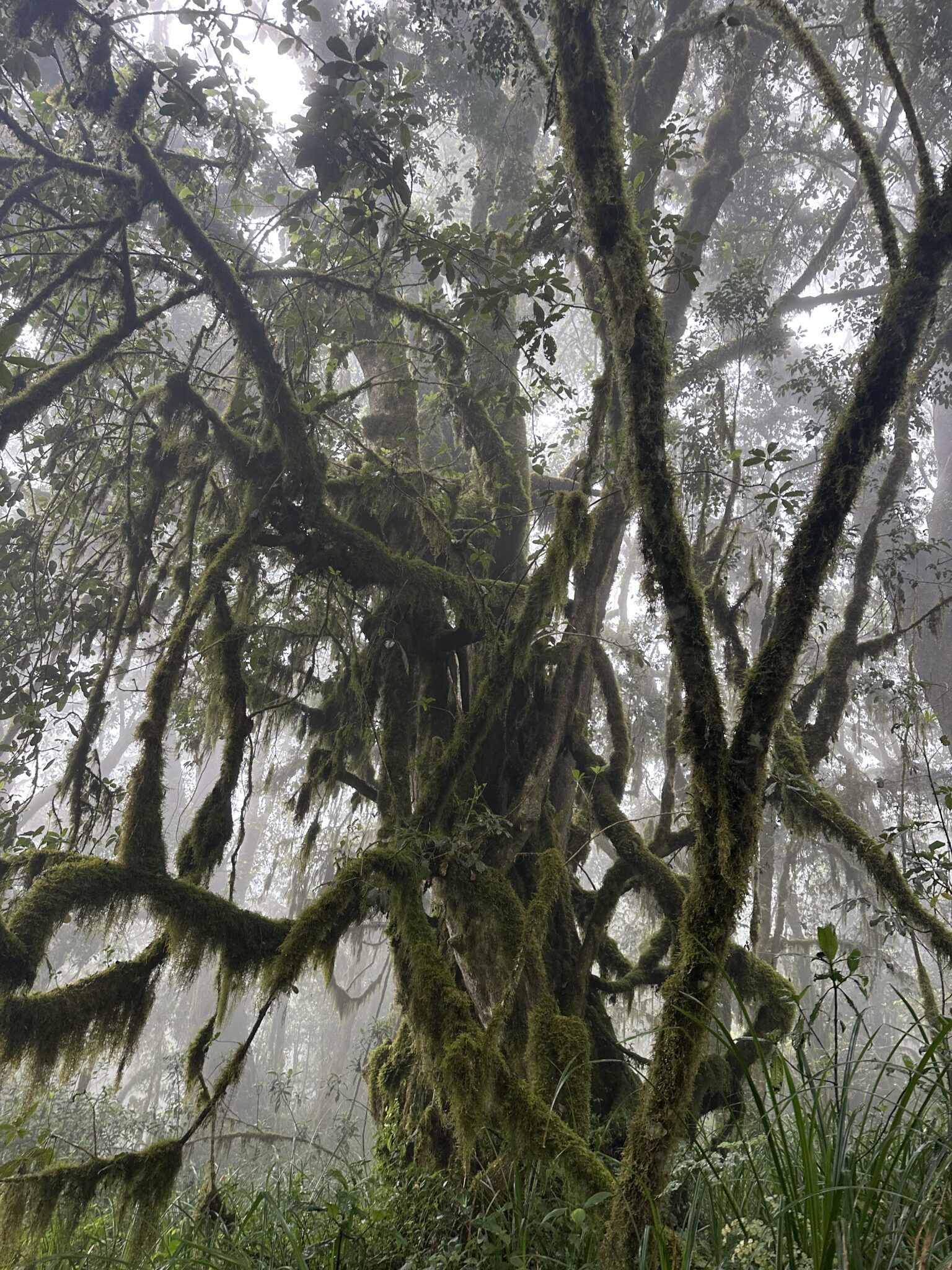 A tree with lots of branches and leaves covered in moss in a foggy forest.