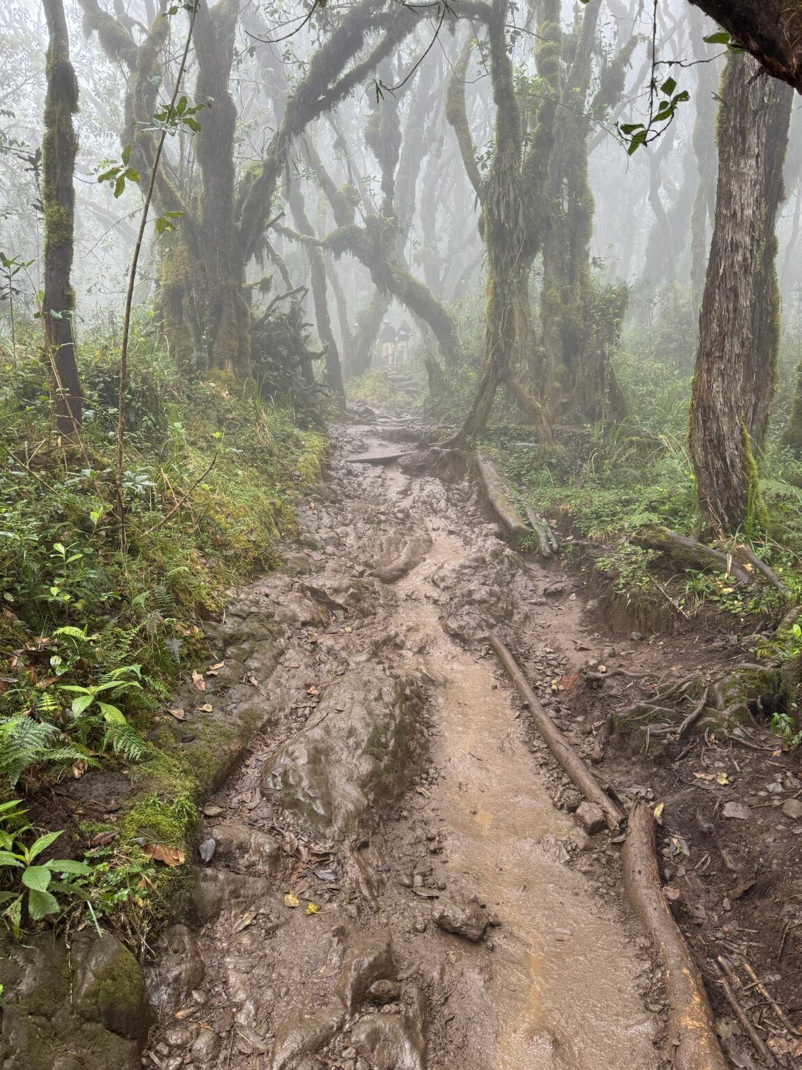 A muddy path in the middle of a foggy forest.