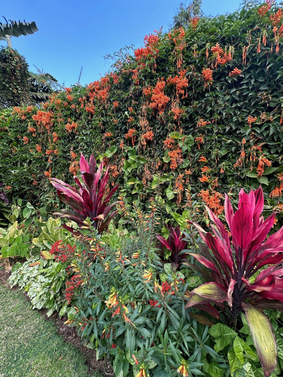 A garden filled with lots of plants and flowers.
