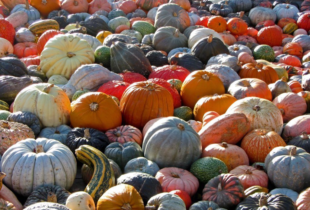 A large pile of pumpkins of different colors and sizes