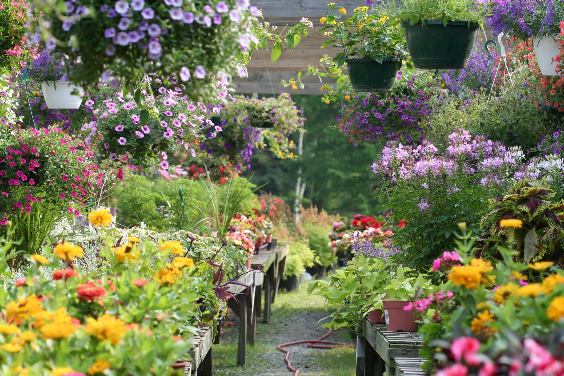 Beautiful Flowers — Eagan, MN — Jerry's Garden Center Beautiful Flowers — Eagan, MN — Jerry's Garden Center