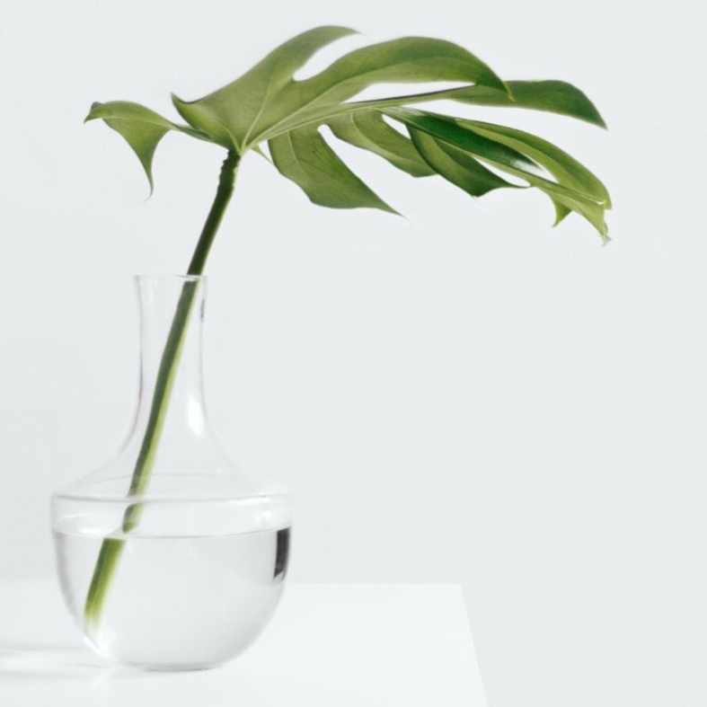 monstera leaf
