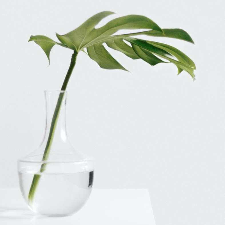monstera leaf