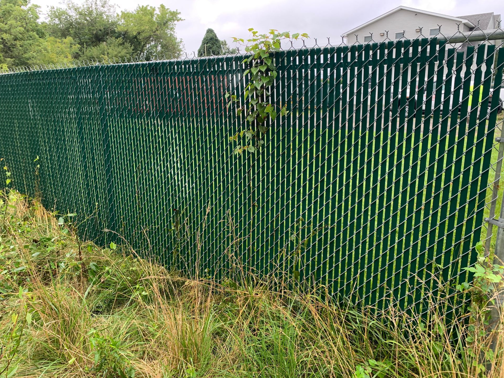 Green chain-link fence with privacy slats, weeds in front.