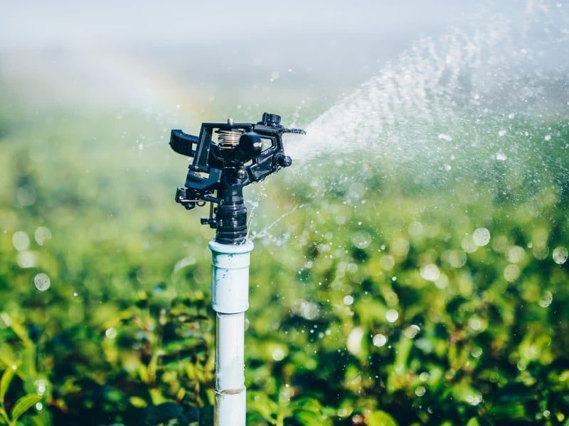 Sprinkler watering green crops in a field, mist spraying in the sunlight
