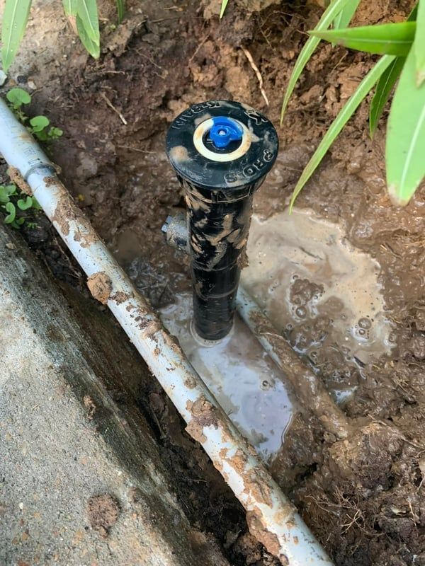 Black sprinkler head beside a rusty pipe in muddy soil, with green plant leaves nearby.