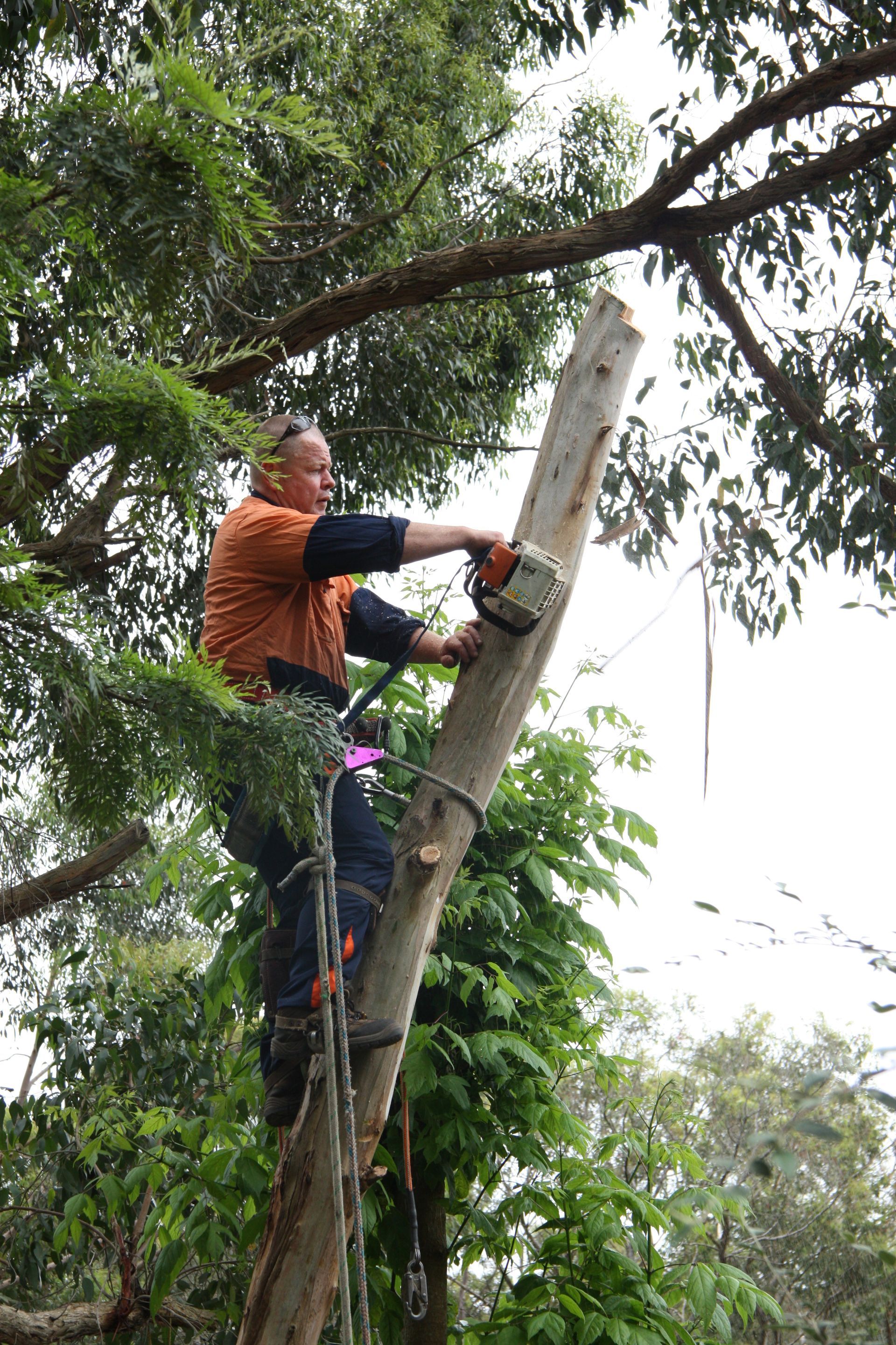 Bear trimming a tree