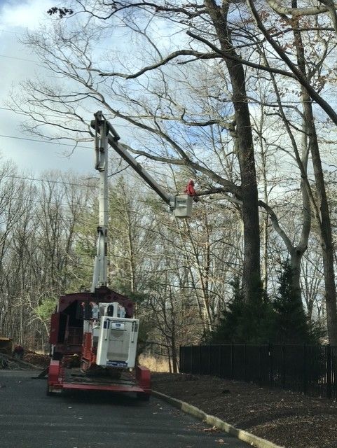 Tree-trimming crew in bucket truck working near a road in a wooded park area