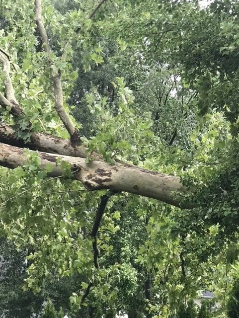 Large fallen tree branch hanging over dense green foliage in a wooded area