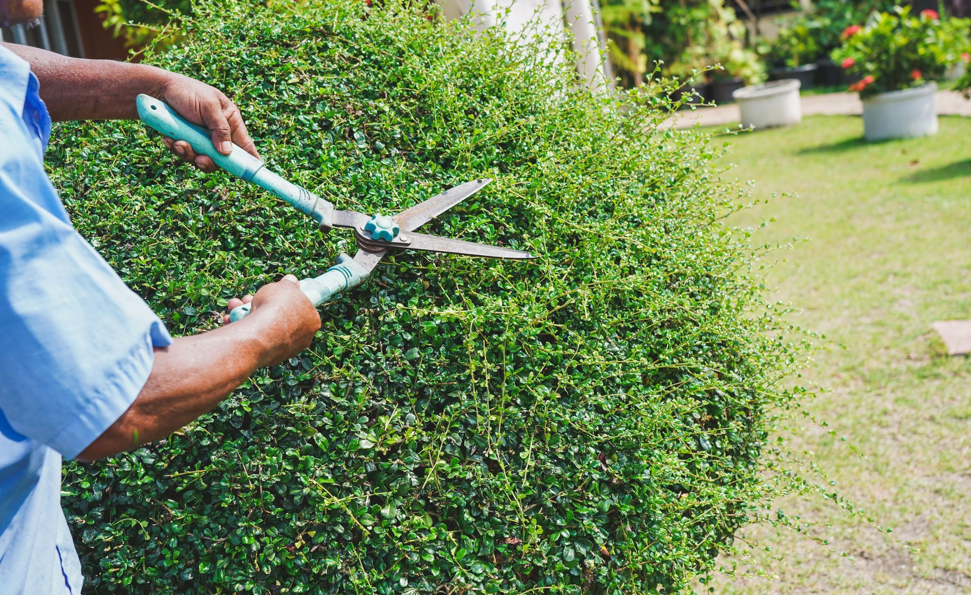 Person trimming a green bush with blue handled shears outdoors. Person trimming a green bush with blue handled shears outdoors.