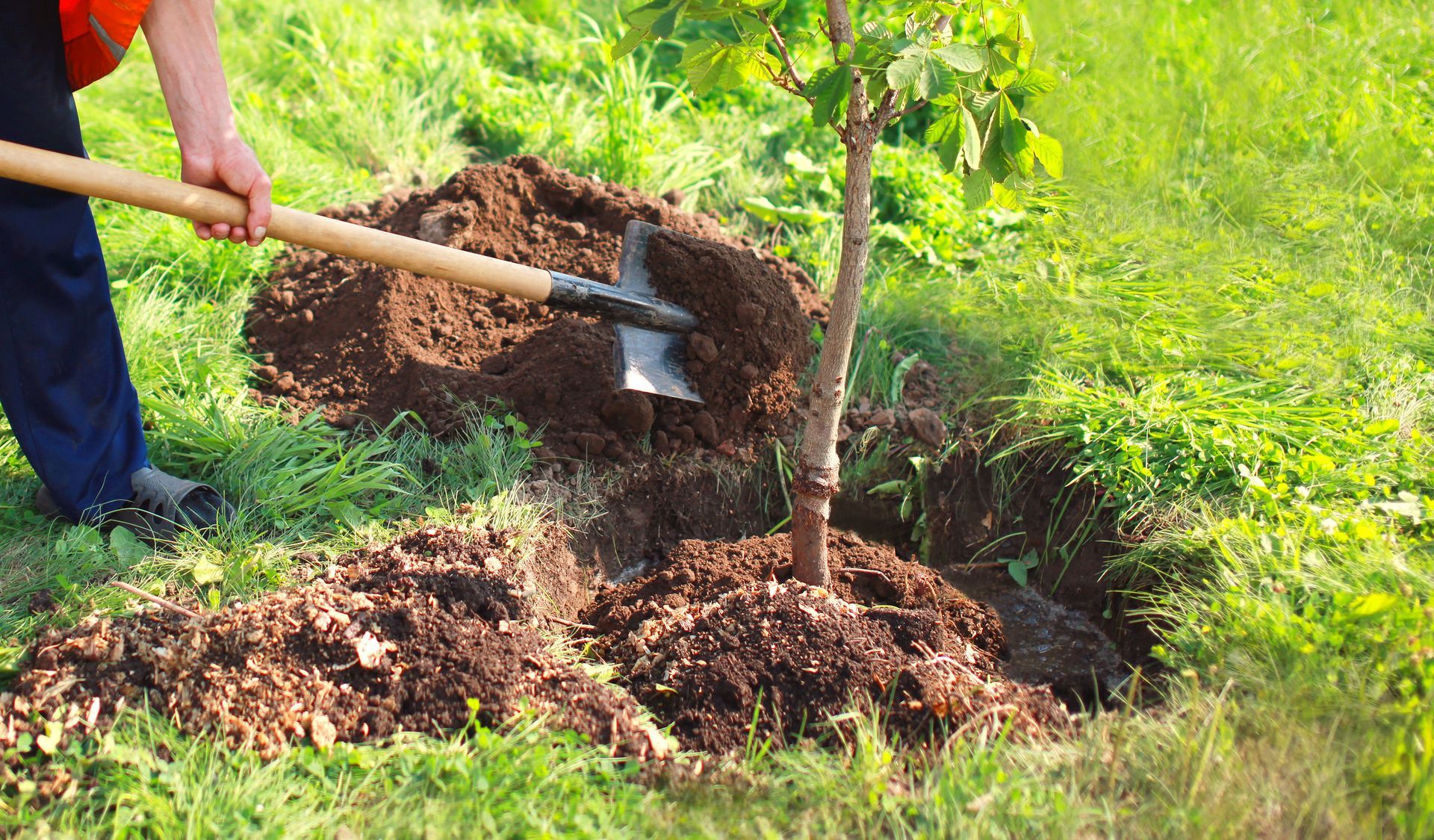 Person using a hoe to spread soil around the base of a young tree in a grassy area. Person using a hoe to spread soil around the base of a young tree in a grassy area.