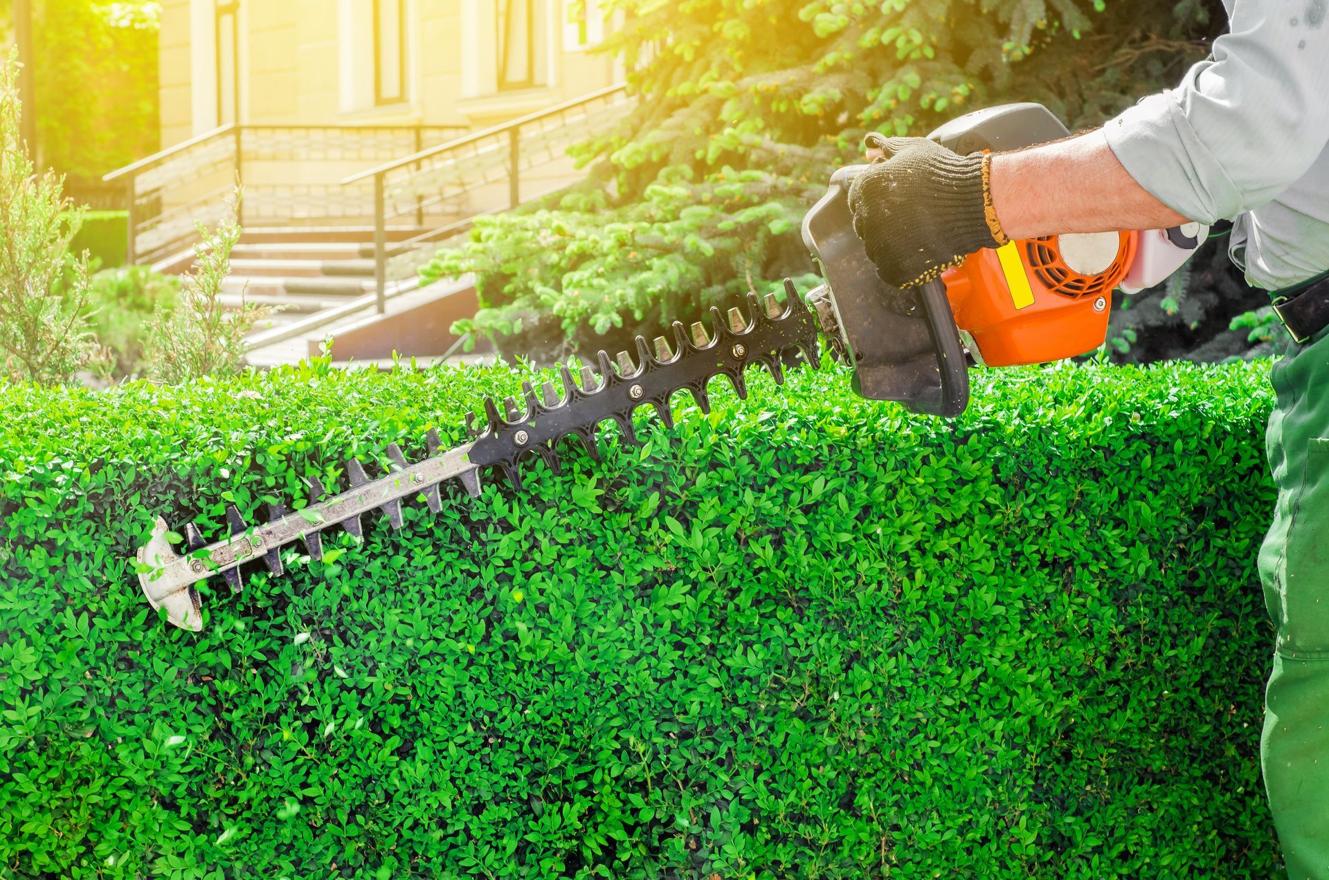 Person trimming a green hedge with a hedge trimmer, outdoors in the sunshine. Person trimming a green hedge with a hedge trimmer, outdoors in the sunshine.