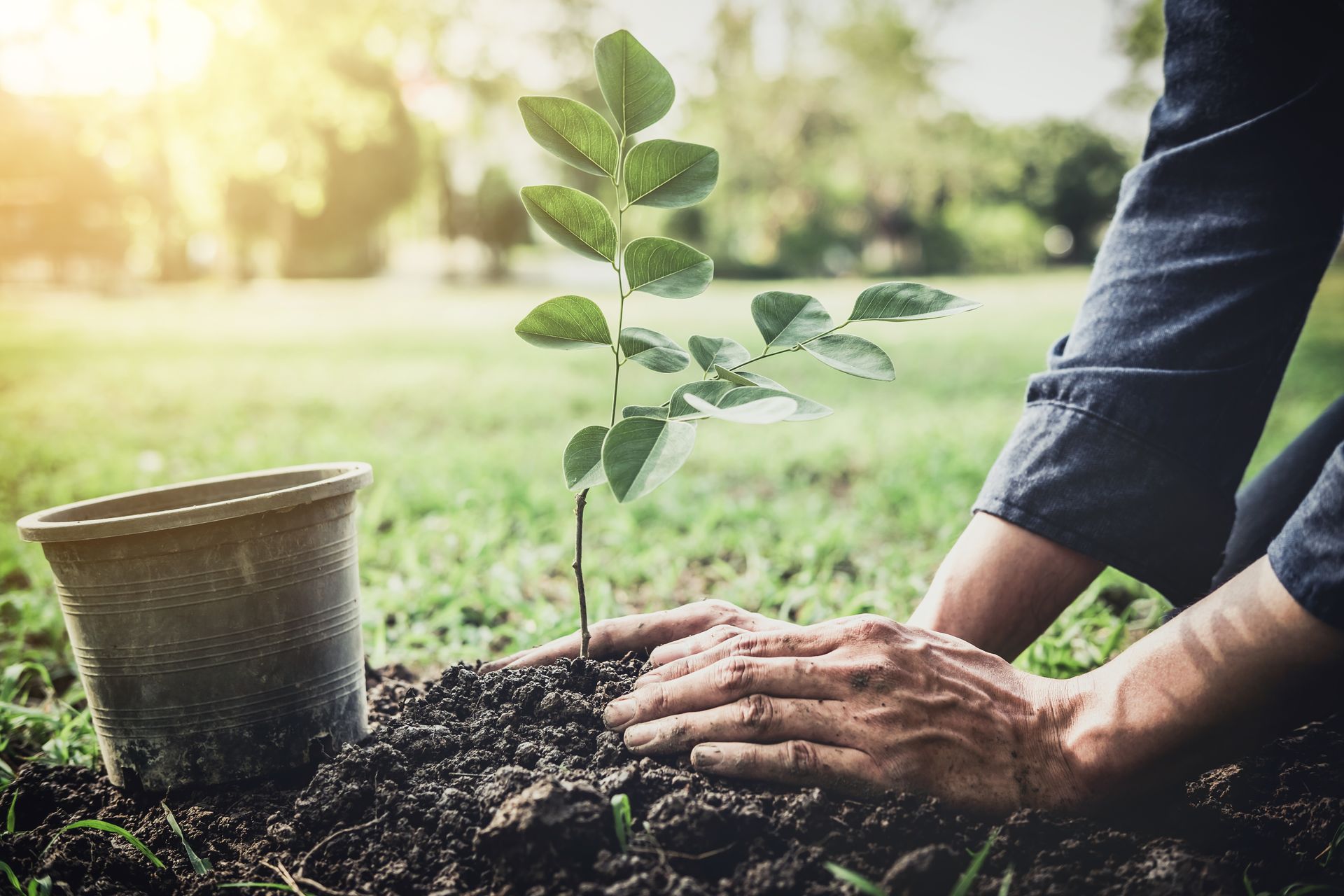 Person planting a young tree in a sunny garden, holding it with dirt-covered hands. A pot sits nearby. Person planting a small tree in a grassy area with a potted plant nearby.