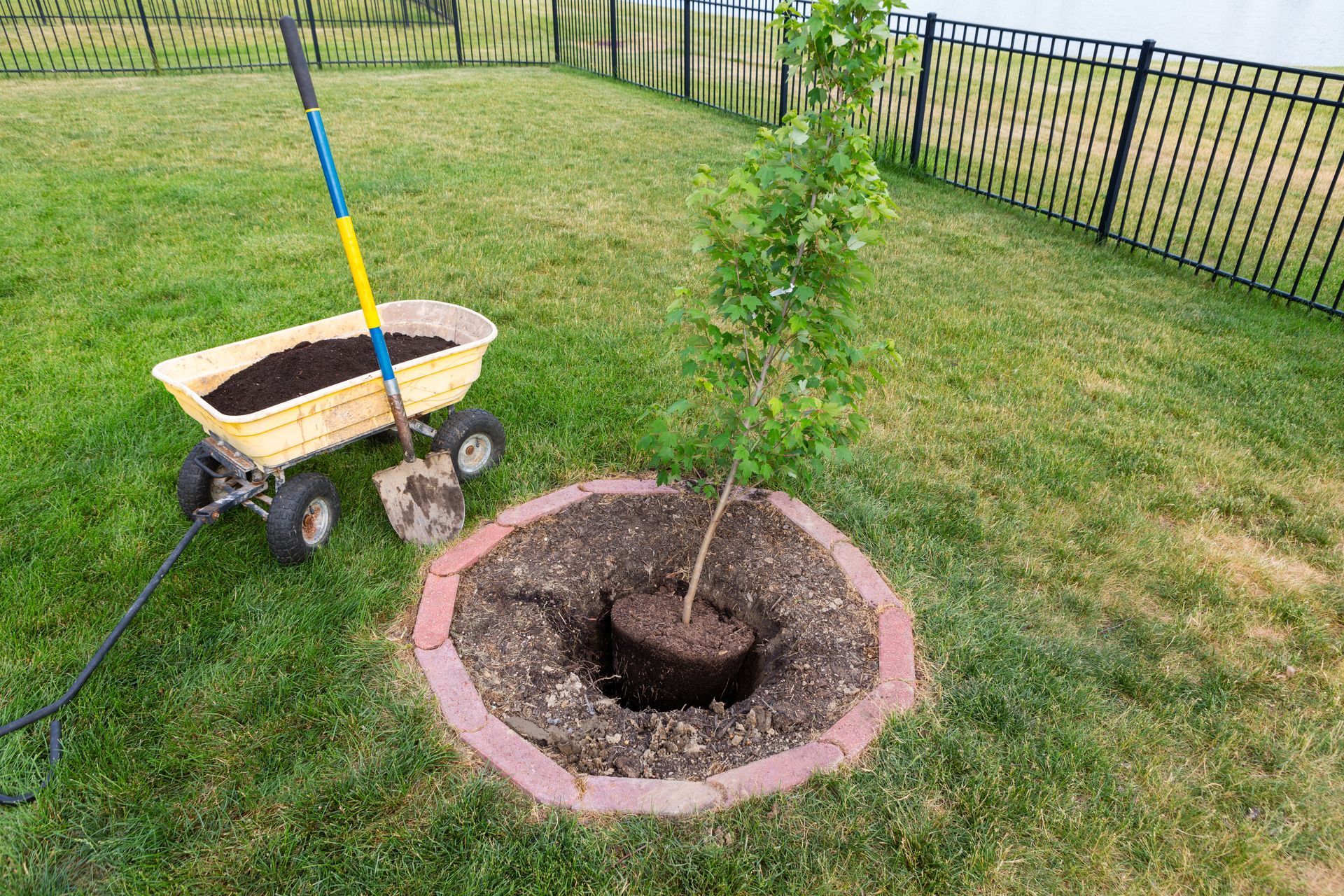 A tree being planted in a yard, with a wheelbarrow of soil and a shovel nearby. A tree being planted in a yard, with a wheelbarrow of soil and a shovel nearby.