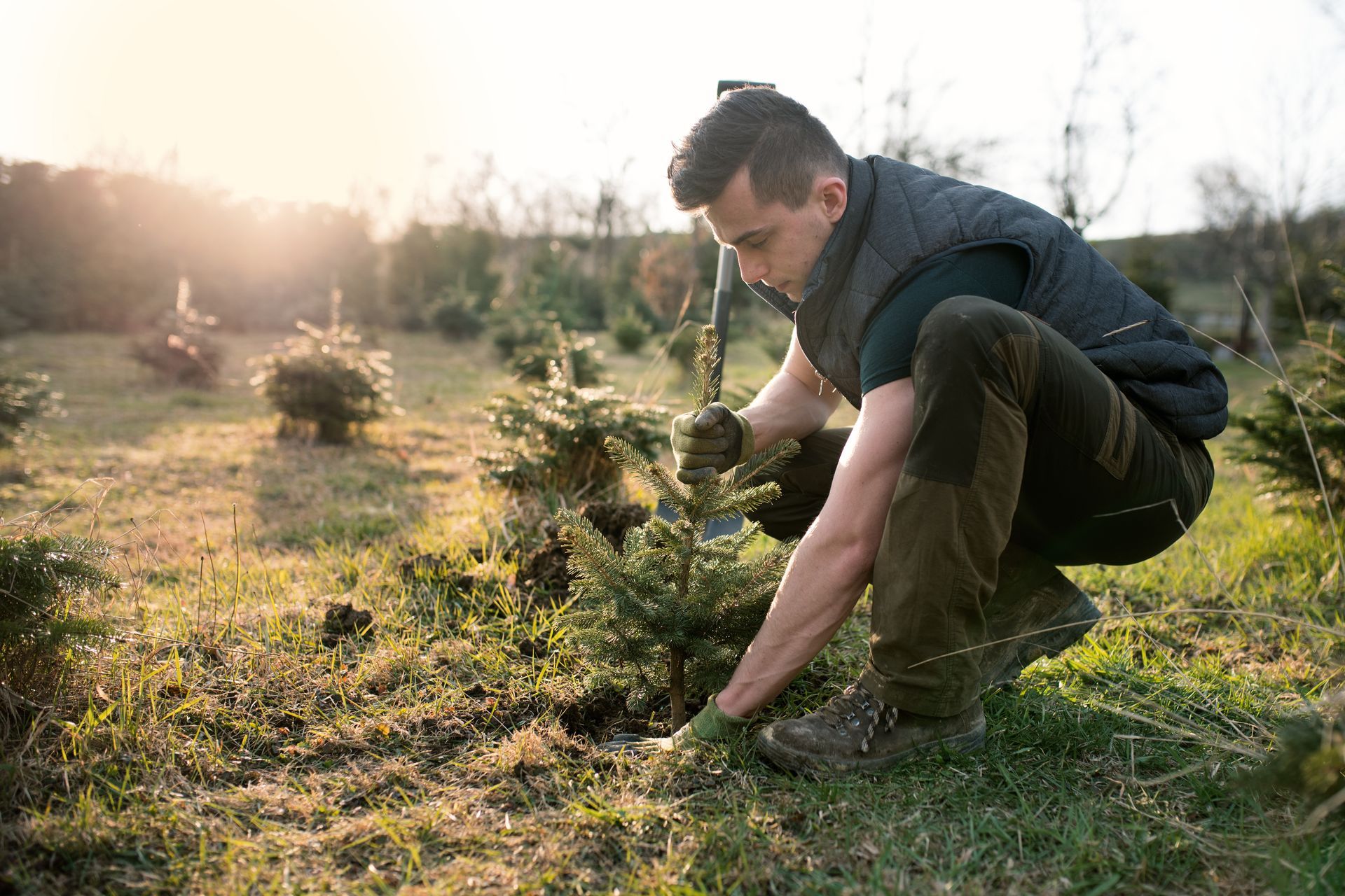 Man planting a small evergreen tree in a grassy field, sunlight in the background. Man planting a small evergreen tree in a grassy field, sunlight in the background.