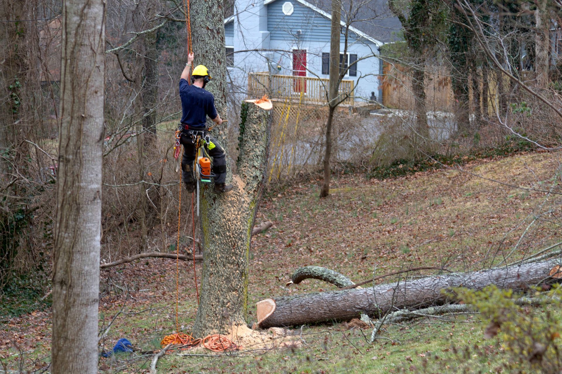 Arborist in safety gear cutting down a large tree trunk with a chainsaw. Arborist in safety gear cutting down a large tree trunk with a chainsaw.