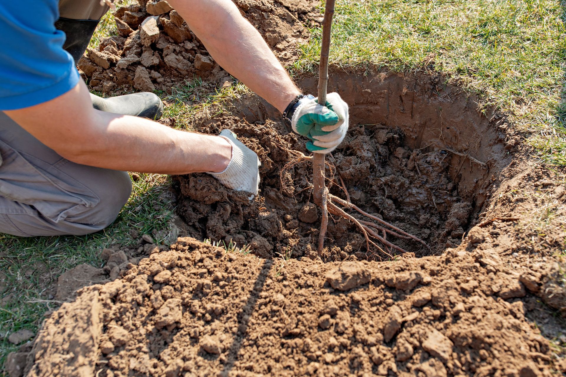Person planting a tree; hands holding the trunk while adding soil. Earth tones, green grass. Person planting a tree; hands holding the trunk while adding soil. Earth tones, green grass.