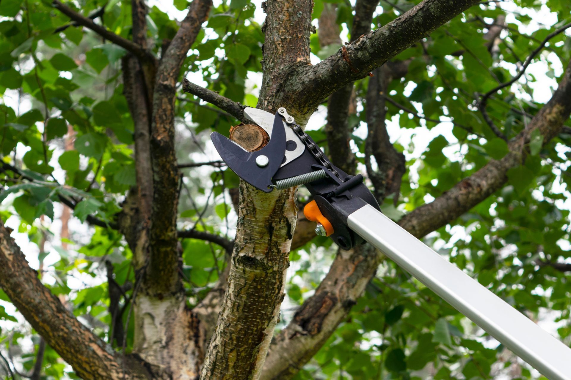 A pole pruner cutting a branch from a tree. The tool is black and silver. Green leaves and branches surround. A pole pruner cutting a branch from a tree. The tool is black and silver. Green leaves and branches surround.