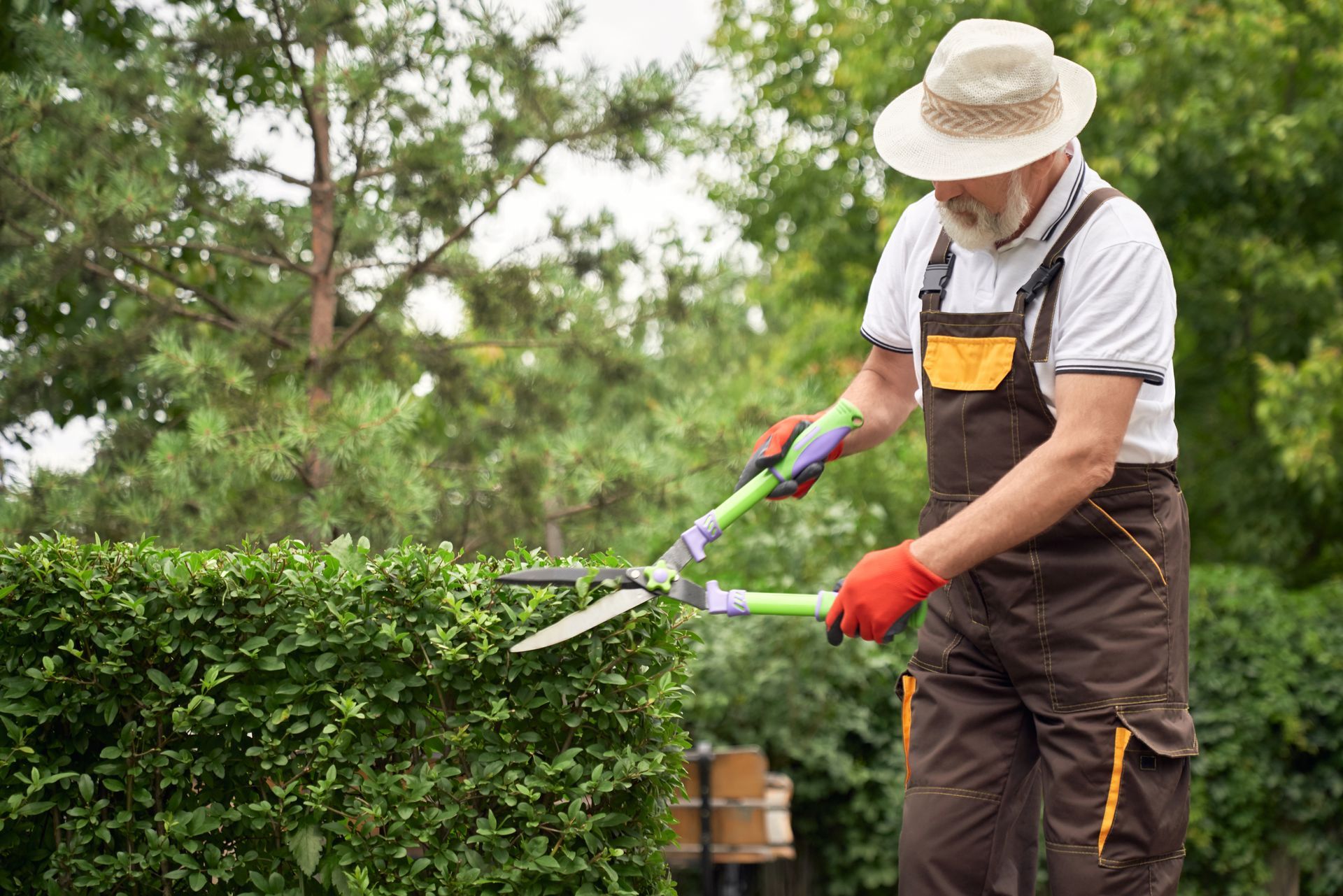Man in overalls and straw hat trimming a hedge with shears outdoors. Man in overalls and straw hat trimming a hedge with shears outdoors.