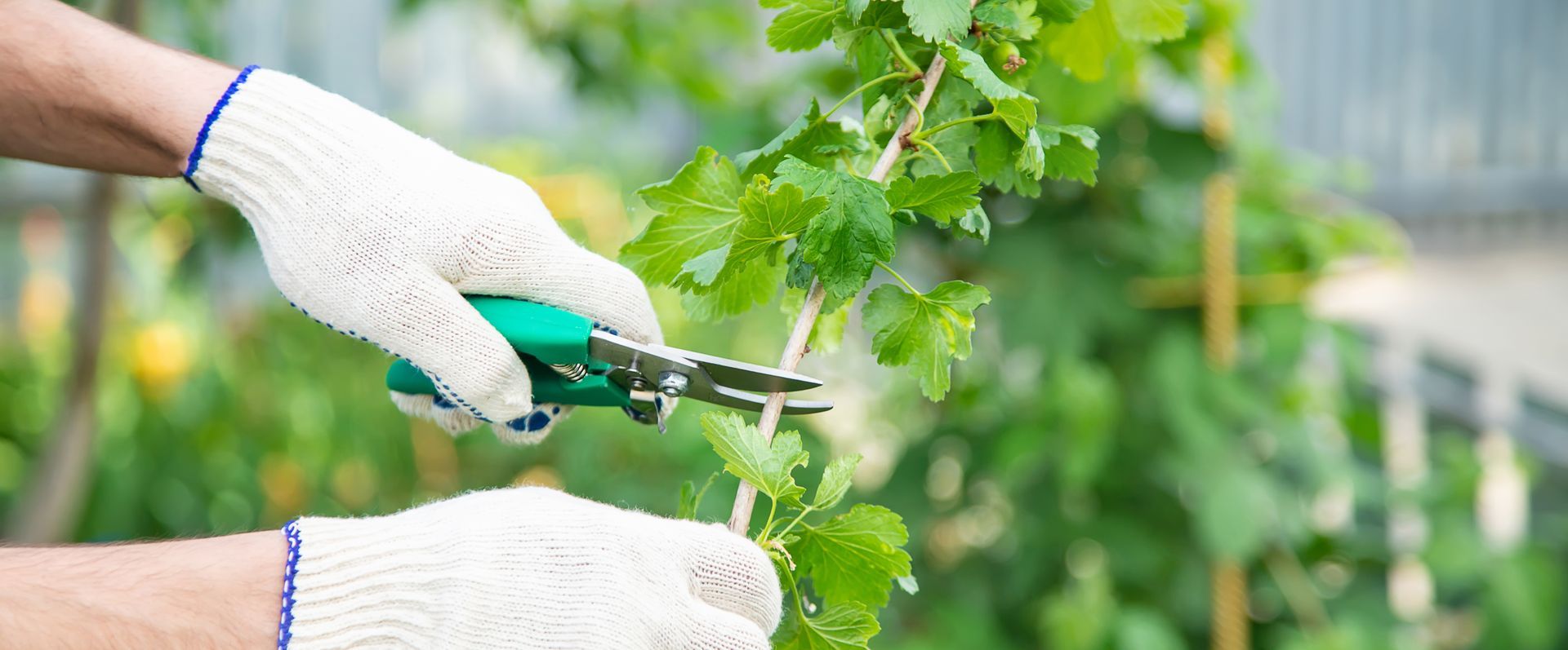 Person wearing white gloves pruning a green leafy plant with green shears. Person wearing white gloves pruning a green leafy plant with green shears.