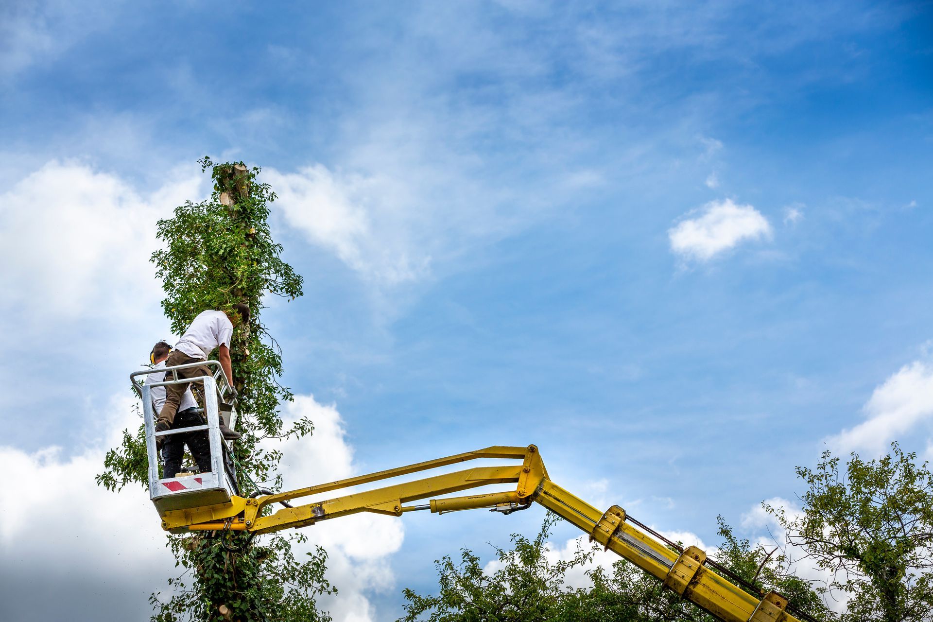 Man in a lift trimming a tree against a blue sky with scattered clouds. Man in a lift trimming a tree against a blue sky with scattered clouds.