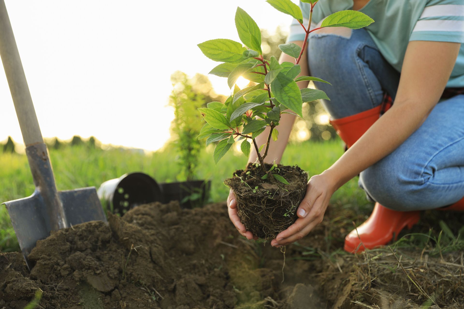 Person planting a tree in a sunny field. Holds sapling with exposed roots. Shovel and potted tree are nearby. Person planting a tree in a sunny field. Holds sapling with exposed roots. Shovel and potted tree are nearby.
