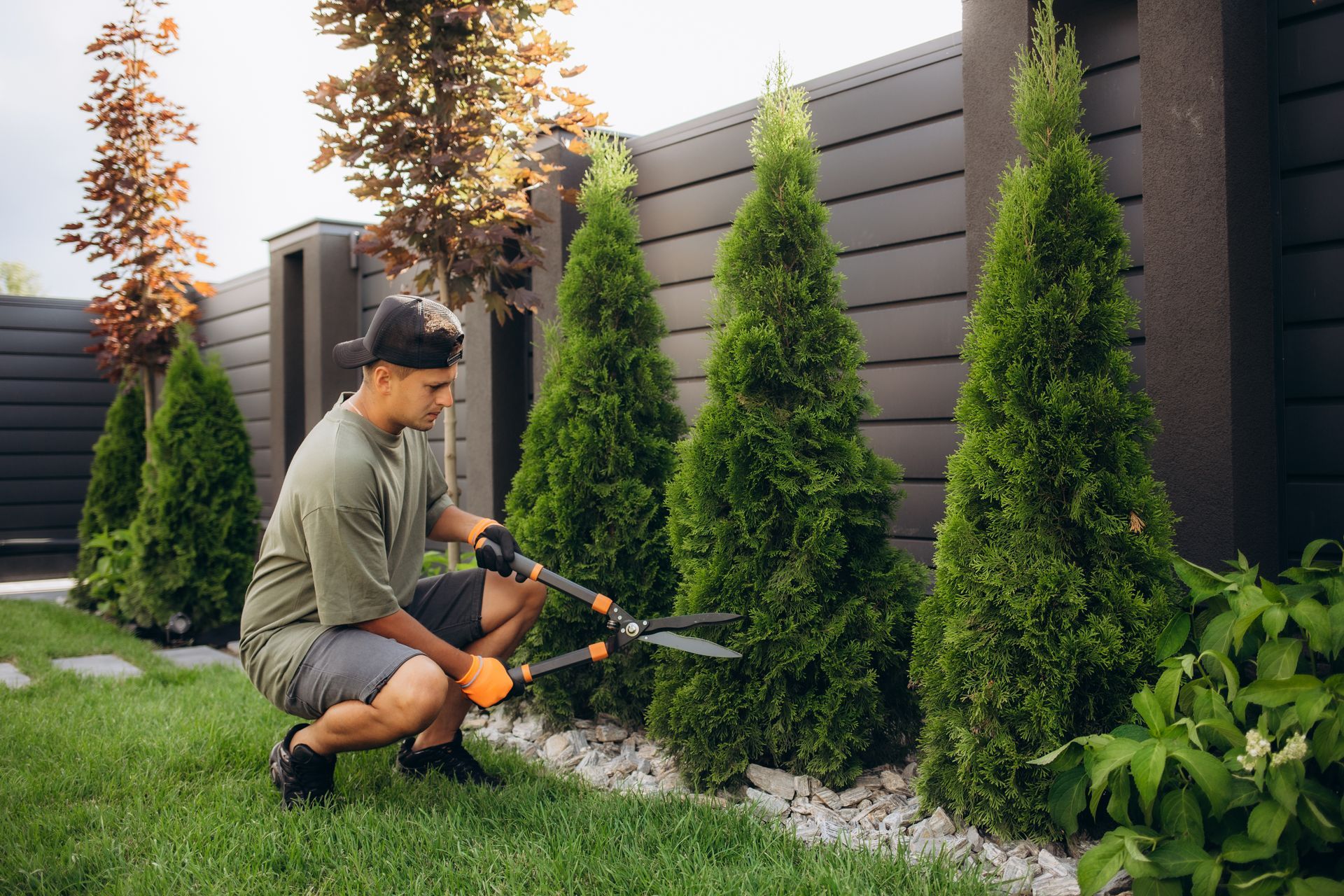 Man trimming evergreen trees with hedge shears in a garden. Man trimming evergreen trees with hedge shears in a garden.