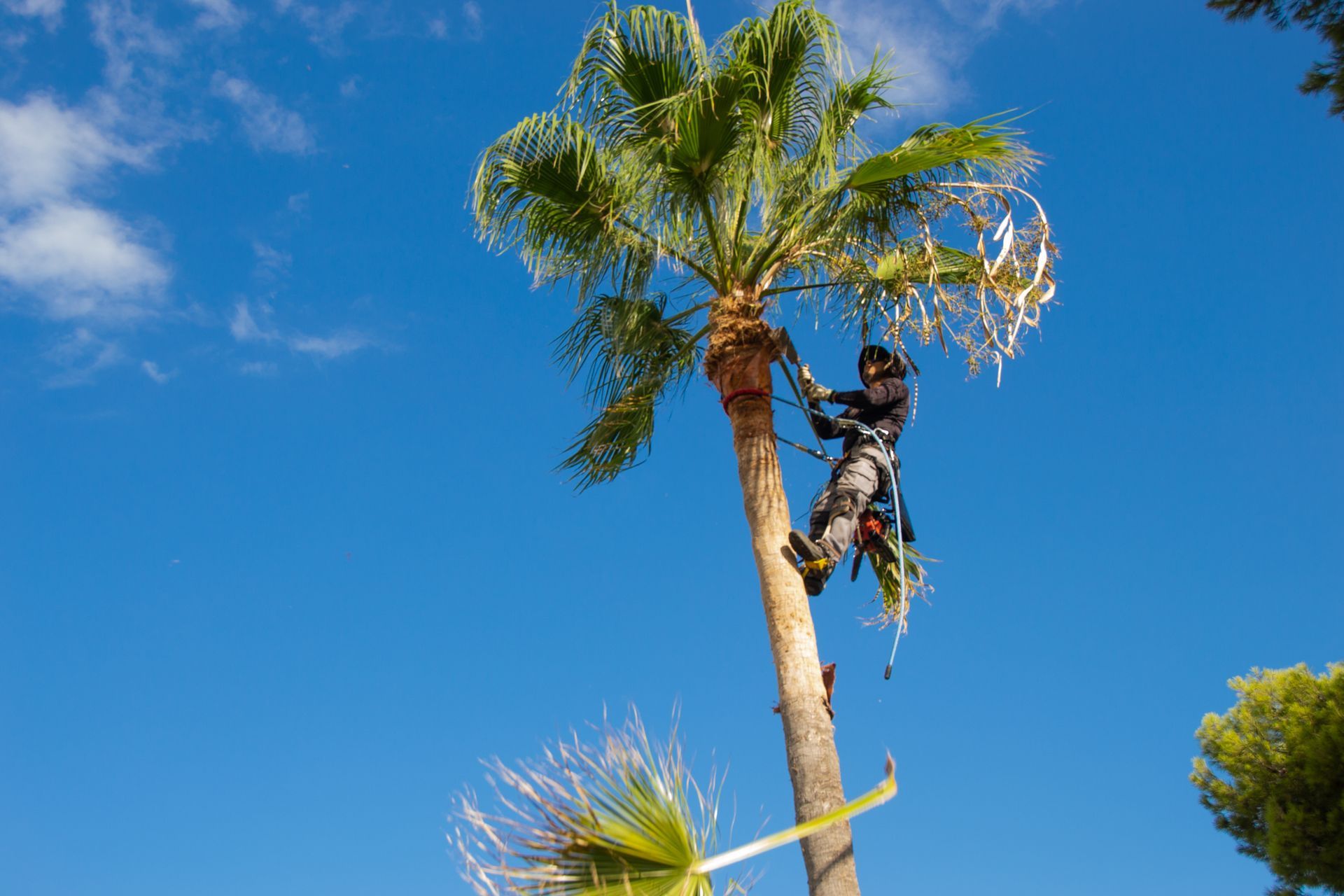 Arborist in safety gear trimming a palm tree against a bright blue sky. Arborist in safety gear trimming a palm tree against a bright blue sky.