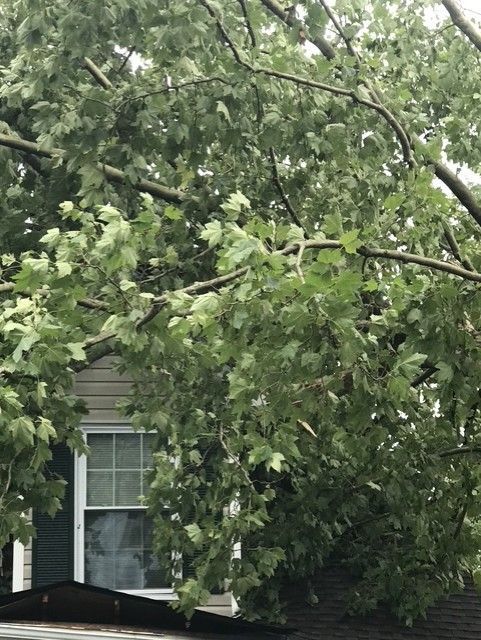 Tree branches covering a house window and roofline