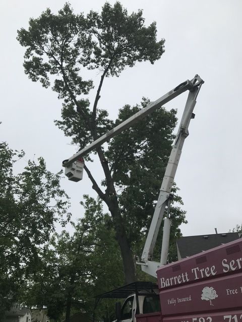 Bucket truck trimming a tall tree beside a red tree service truck on a cloudy day